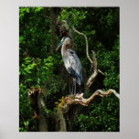 Graureiher-Foto-Druck-Plakat