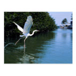 Graureiher (weiße Phase), Schlüssellargo, Florida Postkarte
