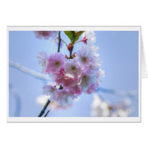 greeting card cherry blossom karte
