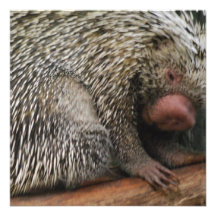 Greif-Angebundene Stachelschwein-Einladungen
