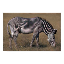 Grevys Zebra poster