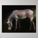 Grevys Zebra Plakatdrucke