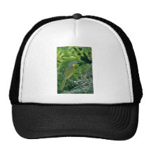 Greyheaded Bush Shrike Netzkappen