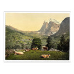 Grindelwald, Kühe in der Weide, Bernese Oberland,  Postkarte