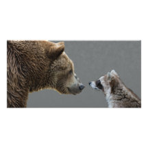 Grizzle Bär trifft Waschbären Foto Karten