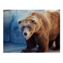 Grizzlybär 1 postkarte