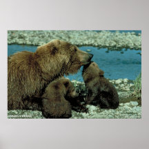 Grizzlybären Plakatdruck
