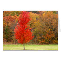 Großartige Herbstfarben Grußkarte