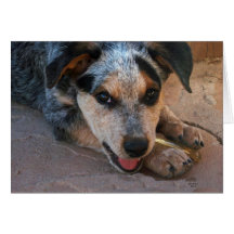 Große Augen blaue Heeler Hündchen-Liebhaber-Entsch Grußkarte
