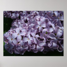 Große lila Blüte Posterdruck
