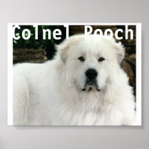 Große Pyrenäen Posterdrucke