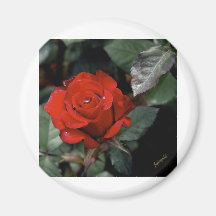 Große Rote Rose Kühlschrankmagnete