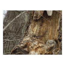 Großer gehörnter Owlet - Tier-Fotografie-Druck