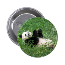 Großer Panda, der Bambus essend Lounging ist Buttons