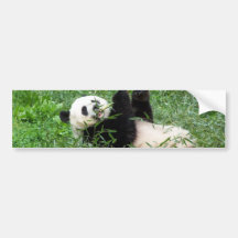 Großer Panda, der Bambus essend Lounging ist Auto Aufkleber