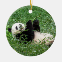 Großer Panda, der Bambus essend Lounging ist Ornament