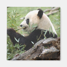 Großer Panda Magnete