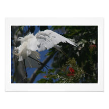 Großer Reiher-Vogel-Fotografie-Druck