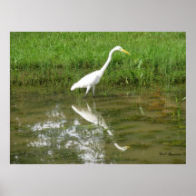 Großer weißer Reiher Plakat