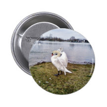 Großer weißer Schwan, der Flügel ausdehnt Anstecknadelbuttons