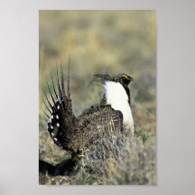 Größeres weises Waldhuhn Plakat