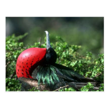 Großes Frigatebird, männliche Umwerbung mit großem Postkarte