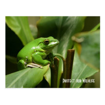 Grüne Baum-Frosch-Postkarte