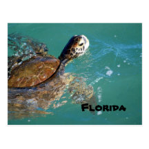 Grüne Meeresschildkröte, Florida Postkarte
