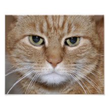 Grüne mit Augen Ingwer-Katze Foto