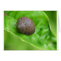 Grüne Schnecke Grußkarten
