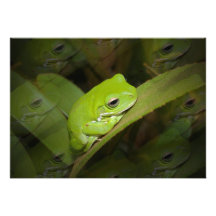 Grüner Frosch auf einer Einladung