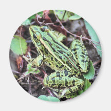 Grüner Frosch Kühlschrankmagnete