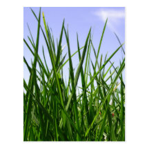 Grünes grünes Gras der Zuhausepostkarte