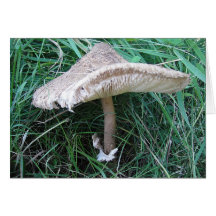 Grusskarte grosser Pilz mit hübschem Hut, blanko