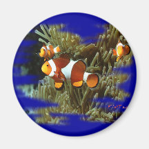 H2Oasis Clownfish Magnets