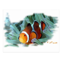 H2Oasis Clownfish Postkarten