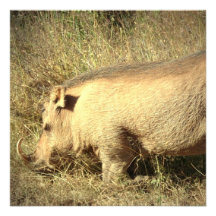 Haarige Warthog Einladungen