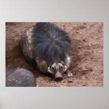 Haariges Schwein Plakat