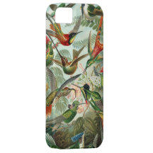 Haeckel Kolibris kaum dort iPhone 5 Fall iPhone 5 Hüllen