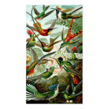 Haeckel Kolibris Visitenkartenvorlagen