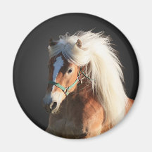 Haflinger Pferd Magnete