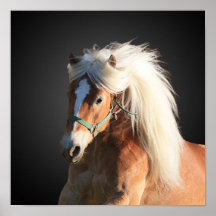 Haflinger Poster