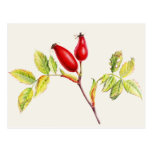 Hagebutten, Rosa canina in der Aquarellpostkarte