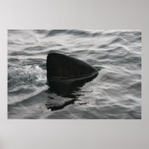 Haifisch-Flosse Plakat