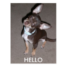 HALLO Chihuahua Postkarten