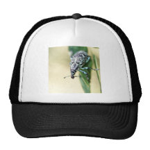 Hallo Elefant-Wanze Kult Cap