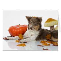 halloween border collie greeting cards