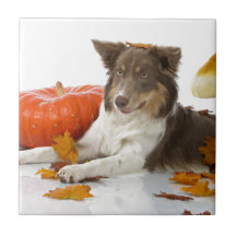 halloween border collie tile