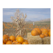 Halloween und Erntedank kommt Postkarten