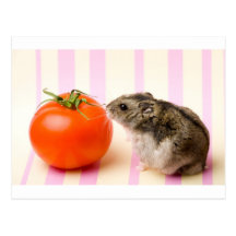 Hamster und Tomate Postkarten